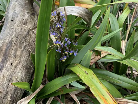 Dianella tasmanica