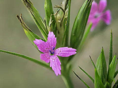 Raue Nelke (Dianthus armeria)