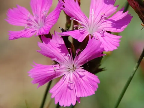 Kartaeuser-Nelke (Dianthus carthusianorum)
