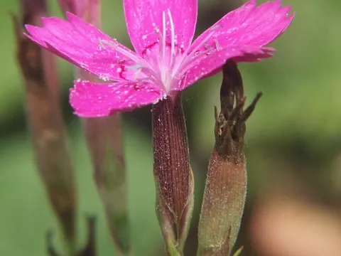 Heide-Nelke (Dianthus deltoides)