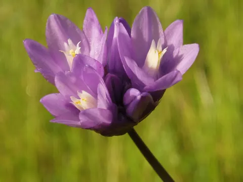 Dichelostemma capitatum
