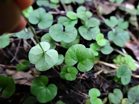 Kriechende Dichondra