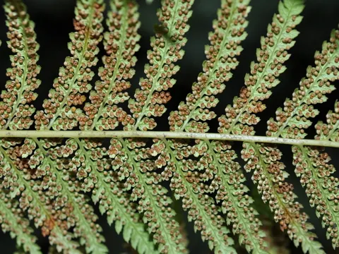 Soft Tree Fern