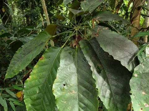 Didymopanax morototoni