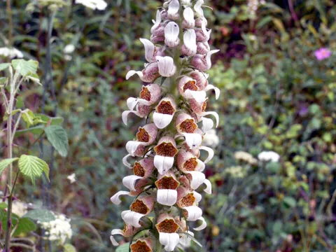 Digitalis lanata (Digitalis lanata)
