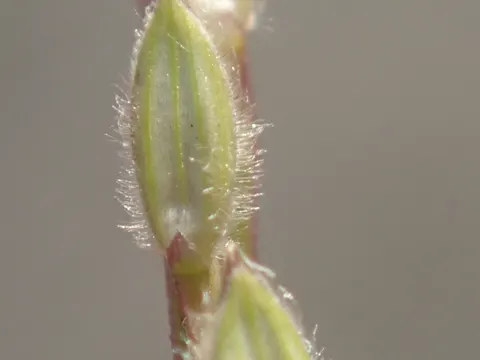 Bluthirse (Digitaria sanguinalis)