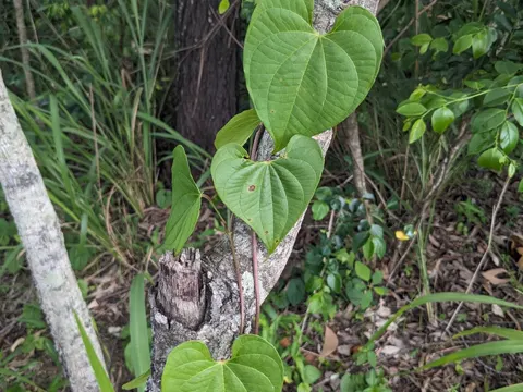 Aerial Yam
