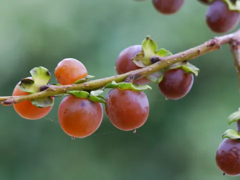 Lotuspflaume