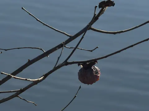 American Persimmon