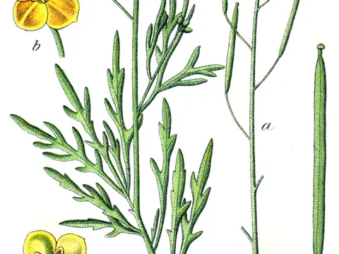 Schmalblättriger Doppelsame