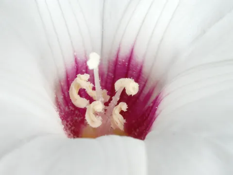 Distimake dissectus