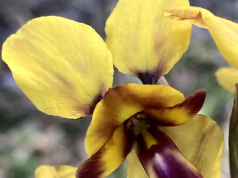 Prächtige Diuris