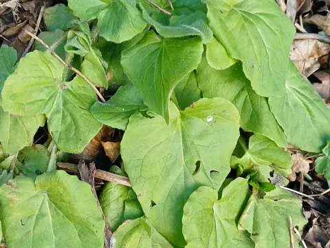 Kriechende Gemswurz (Doronicum pardalianches)