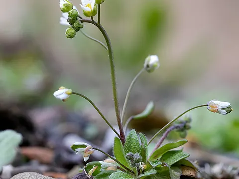 Frühlings-Hungerblümchen (Draba verna)