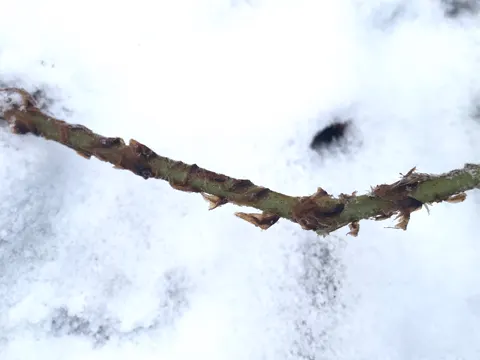 Broad Buckler-fern