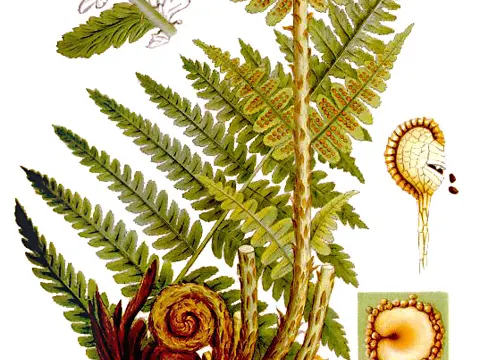 Male Fern