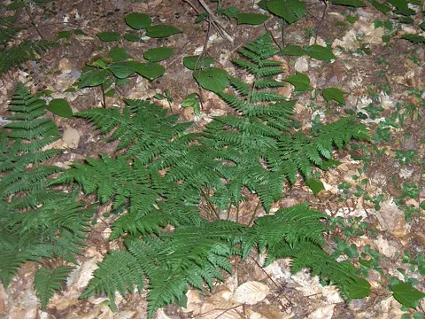 Intermediate Wood Fern
