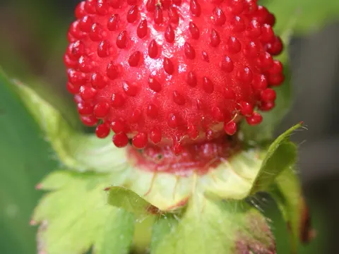 Scheinerdbeere (Duchesnea indica)