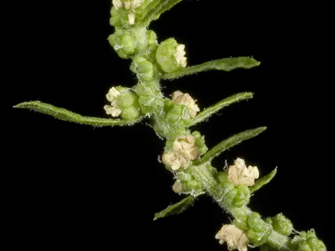 Wurmsamen (Dysphania ambrosioides)