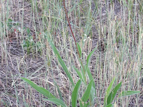 Igelkopf (Echinacea angustifolia)