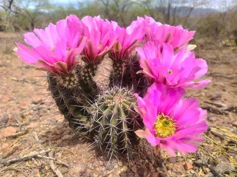 Igel-Echinocereus