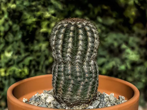 Igel-Kaktus
