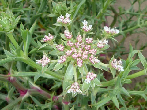 Prickly Samphire