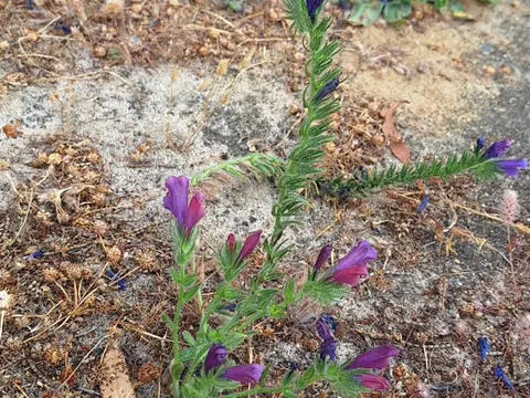Purple Viper's-bugloss