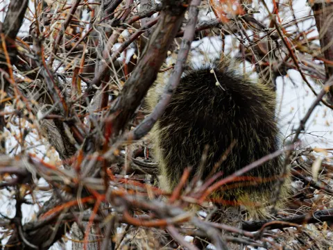 Russian Olive