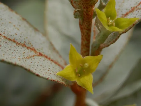 Wechselständige Ölweide (Elaeagnus commutata)