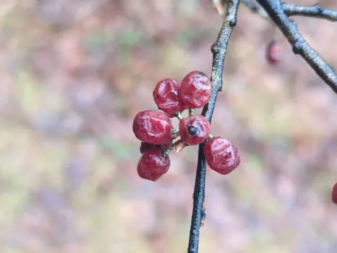 Autumn Olive