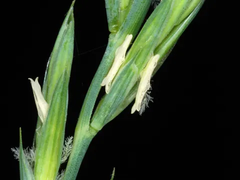 Kriechende Quecke (Elymus repens)