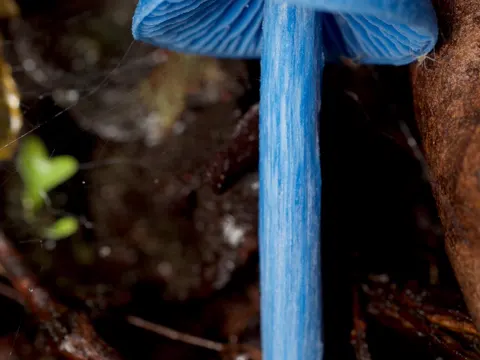 Entoloma hochstetteri