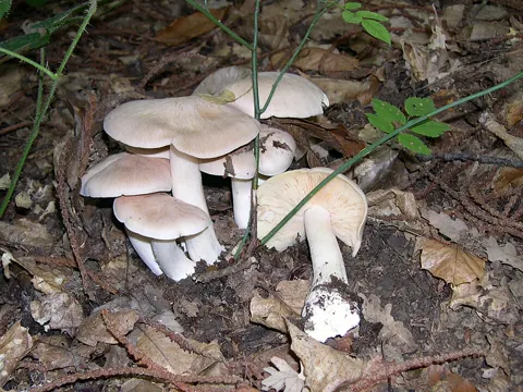 Riesen-Rötling (Entoloma sinuatum)