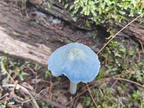 Entoloma virescens