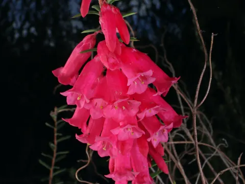 Epacris impressa