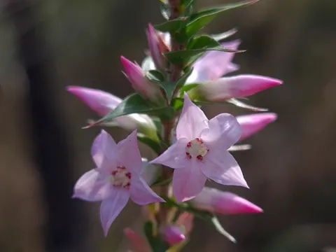 Epacris purpurascens