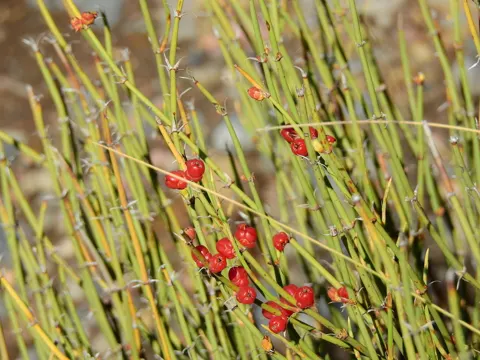 Ephedra americana