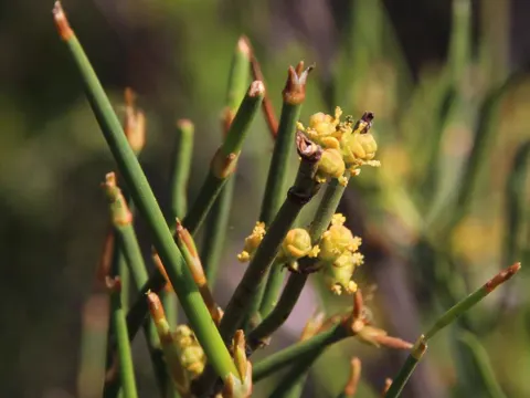Ephedra chilensis