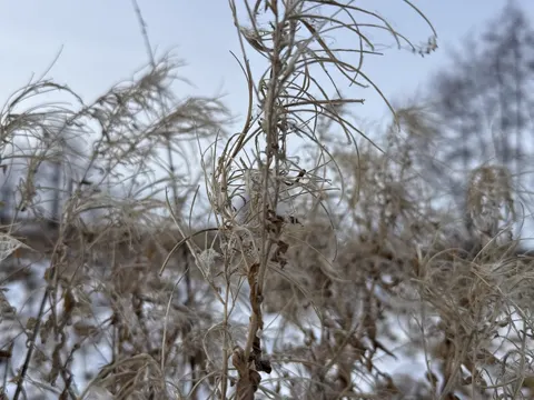 Great Willowherb