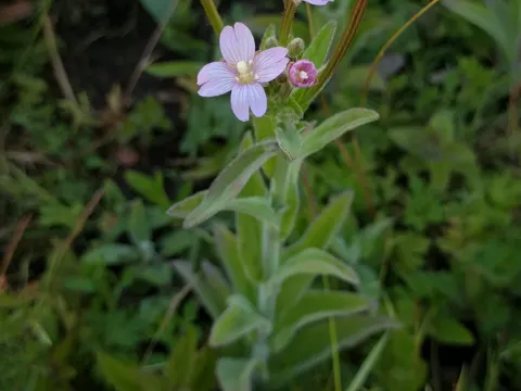 Kleinblütiges Weidenröschen (Epilobium parviflorum)