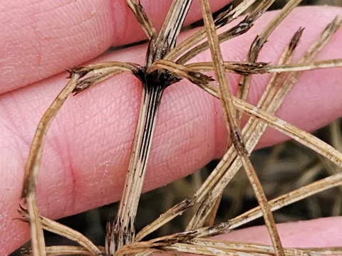 Field Horsetail