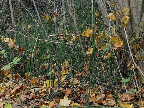 Winter-Schachtelhalm (Equisetum hyemale)