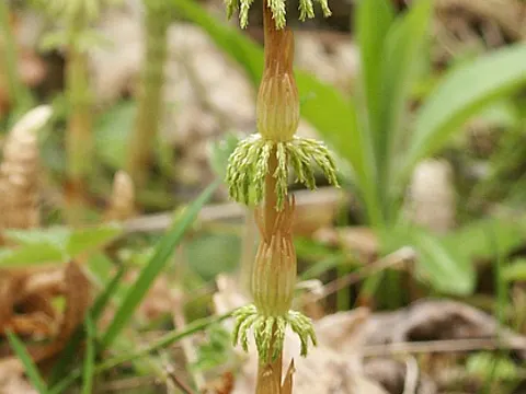 Wald-Schachtelhalm (Equisetum sylvaticum)