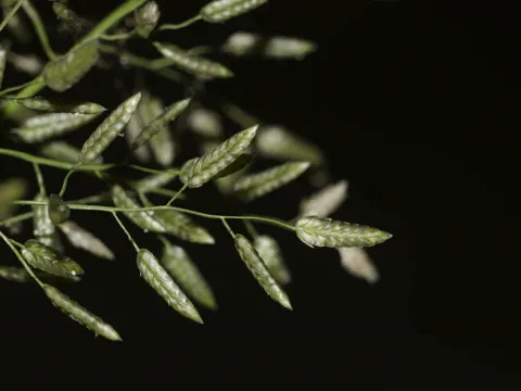 Großes Liebesgras (Eragrostis cilianensis)