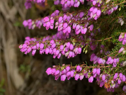 Grau-Heide (Erica cinerea)