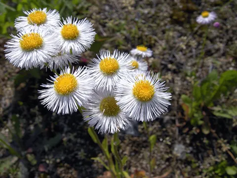 Eastern Daisy Fleabane