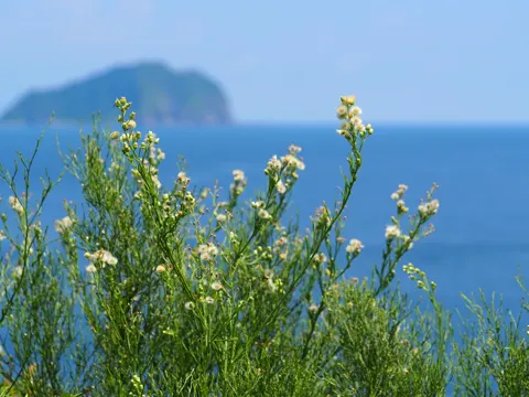 Argentinisches Berufkraut (Erigeron bonariensis)