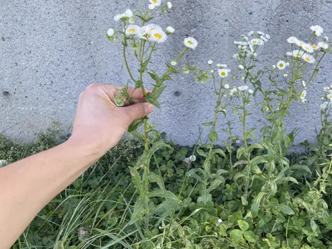 Prairie Fleabane