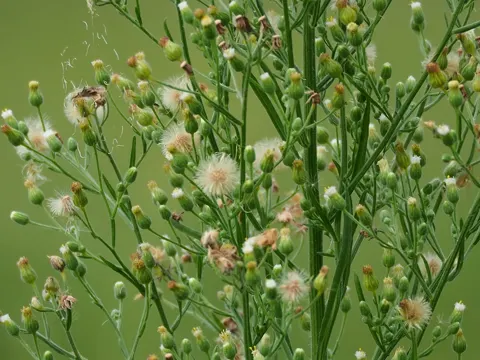 Weißes Berufkraut (Erigeron sumatrensis)